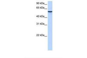 Image no. 1 for anti-Diphthamide Biosynthesis Protein 2 (DPH2) (AA 110-159) antibody (ABIN6738797)