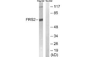 Western blot analysis of extracts from HepG2 cells, using FRS2 (Ab-196) antibody.