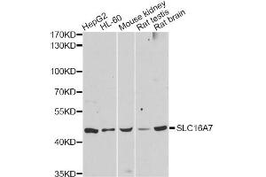 Western blot analysis of extracts of various cell lines, using SLC16A7 antibody (ABIN5998832) at 1:3000 dilution. (SLC16A7 antibody)