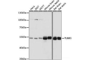 Western blot analysis of extracts of various cell lines using TUBB3 Polyclonal Antibody at dilution of 1:1000. (TUBB3 antibody)