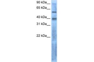 Western Blotting (WB) image for anti-Left-Right Determination Factor 2 (LEFTY2) antibody (ABIN2462529) (LEFTY2 antibody)