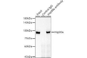 Immunoprecipitation analysis of 300 μg extracts of 293T cells using 3 μg Hsp90α antibody (ABIN7267588). (HSP90AA1 antibody)