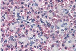 Human Pancreas (formalin-fixed, paraffin-embedded) stained with TTR antibody ABIN337094 at 10 ug/ml followed by biotinylated anti-goat IgG secondary antibody ABIN481715, alkaline phosphatase-streptavidin and chromogen. (TTR antibody  (AA 89-100))