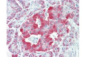 Anti-NARP / NPTX2 antibody IHC staining of human pancreas. (NPTX2 antibody  (AA 309-338))