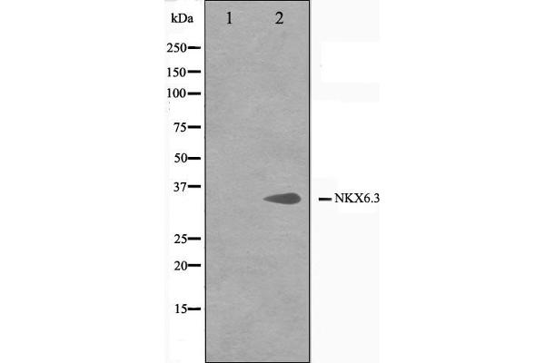 NK6 Homeobox 3 antibody  (Internal Region)