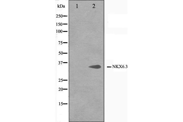 NK6 Homeobox 3 anticorps  (Internal Region)