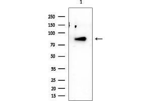 Western blot analysis of lysates from Mouse testis, using NCAPH2 Mouse Monoclonal Antibody at 1/1000 dilution.