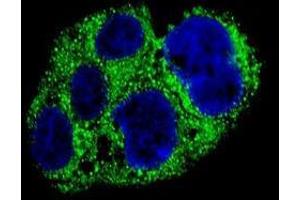 Confocal immunofluorescent analysis of AMACR Antibody (C-term) with HepG2 cell followed by Alexa Fluor® 488-conjugated goat anti-rabbit lgG (green). (AMACR antibody  (C-Term))