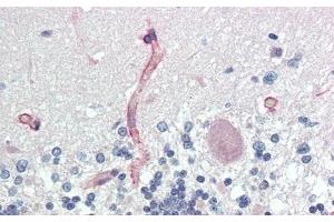 Detection of AGRN in Human Cerebellum Tissue using Polyclonal Antibody to Agrin (AGRN) (AGRN antibody  (AA 1206-1475))