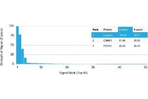 Analysis of Protein Array containing more than 19,000 full-length human proteins using Langerin (CD207) Mouse Monoclonal Antibody (LGRN/1821). (CD207 antibody  (AA 74-213))