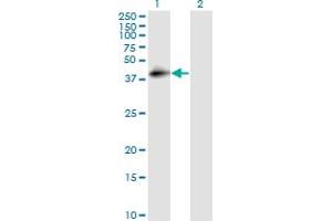 Western Blotting (WB) image for anti-Complement Decay-Accelerating Factor (CD55) (AA 35-134) antibody (ABIN560554)