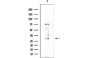 Western blot analysis of lysates from COLO205 cells, using TAAR9 Antibody at 1/1000 dilution.