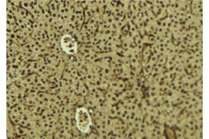 ABIN6279816 at 1/100 staining Mouse liver tissue by IHC-P. (SH3BGRL3 antibody  (Internal Region))