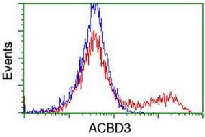 HEK293T cells transfected with either RC208434 overexpress plasmid (Red) or empty vector control plasmid (Blue) were immunostained by anti-ACBD3 antibody (ABIN2455846), and then analyzed by flow cytometry. (ACBD3 antibody)
