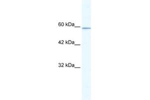 Western Blotting (WB) image for anti-Kelch-Like 5 (KLHL5) antibody (ABIN2461053) (KLHL5 antibody)