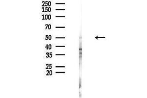 anti-Sialidase 4 (NEU4) (Internal Region) antibody