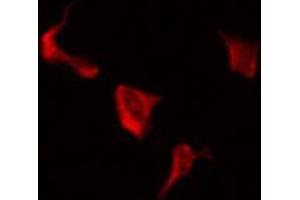 ABIN6275214 staining RAW264. (LRP3 antibody  (C-Term))