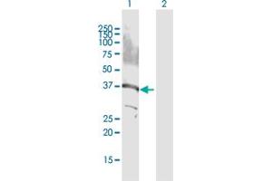Western Blot analysis of GPS2 expression in transfected 293T cell line by GPS2 MaxPab polyclonal antibody. (GPS2 antibody  (AA 1-327))