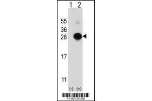 Western blot analysis of MOBKL1B using rabbit polyclonal MOBKL1B Antibody using 293 cell lysates (2 ug/lane) either nontransfected (Lane 1) or transiently transfected (Lane 2) with the MOBKL1B gene. (MOB1A antibody  (C-Term))