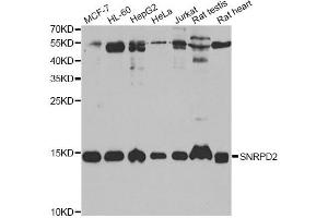 Western blot analysis of extracts of various cell lines, using SNRPD2 antibody (ABIN2560047) at 1:1000 dilution. (SNRPD2 antibody)