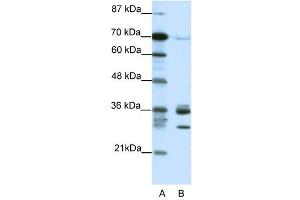 CDK5 antibody (20R-1202) used at 0. (CDK5 antibody  (C-Term))