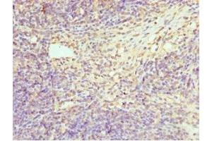 Immunohistochemistry of paraffin-embedded human thymus tissue using ABIN7155076 at dilution of 1:100