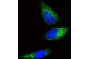 Immunofluorescent analysis of 4 % paraformaldehyde-fixed, 0. (BCKDHB antibody  (N-Term))