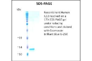 SDS-PAGE (SDS) image for Interleukin 13 (IL13) (Active) protein (ABIN5509340) (IL-13 Protein)