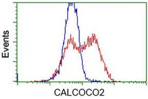 HEK293T cells transfected with either RC203843 overexpress plasmid (Red) or empty vector control plasmid (Blue) were immunostained by anti-CALCOCO2 antibody (ABIN2453920), and then analyzed by flow cytometry. (CALCOCO2 antibody)