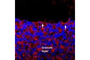 Expression of GluK1 in rat cerebellum - Immunohistochemical staining of perfusion-fixed frozen rat brain sections using Anti-GRIK1 (GluK1) (extracellular) Antibody (ABIN7043237, ABIN7044334 and ABIN7044335), (1:400), followed by donkey anti rabbit-Cy3 antibody. (GRIK1 antibody  (Extracellular, N-Term))