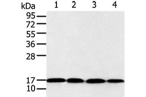 Western blot analysis of 293T and Jurkat cell using UBE2I Polyclonal Antibody at dilution of 1:650 (UBE2I antibody)