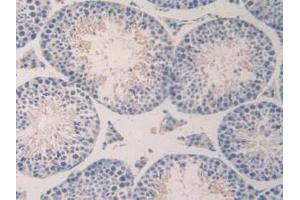 IHC-P analysis of Mouse Testis Tissue, with DAB staining. (CCL7 antibody  (AA 28-97))