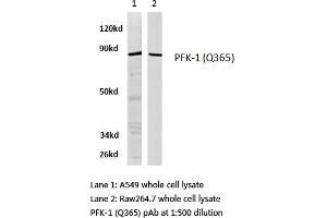 Western blot (WB) analysis of PFK-1 antibody in extracts from A549 and raw264.