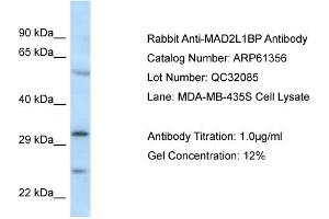 Western Blotting (WB) image for anti-MAD2L1 Binding Protein (MAD2L1BP) (N-Term) antibody (ABIN2788777) (MAD2L1BP antibody  (N-Term))