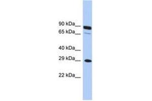 Image no. 1 for anti-Homeobox C5 (HOXC5) (C-Term) antibody (ABIN6744489) (Homeobox C5 antibody  (C-Term))