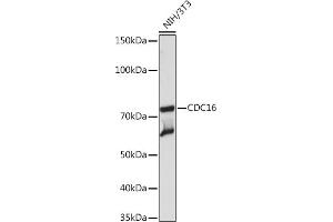 Western blot analysis of extracts of NIH/3T3 cells, using CDC16 Rabbit mAb (ABIN1678585, ABIN3017837, ABIN3017838 and ABIN7101525) at 1:1000 dilution.