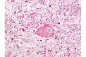 Immunohistochemical staining of Brain (Neurons and glia) using anti- NTSR1 antibody ABIN122341