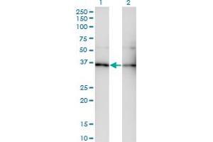 Western Blot analysis of GNB5 expression in transfected 293T cell line by GNB5 monoclonal antibody (M01), clone 3A3.