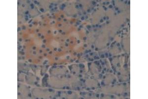 Figure. (PNLIP antibody  (AA 47-280))