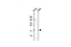 Western Blot at 1:2000 dilution Lane 1: T47D whole cell lysate Lane 2: A549 whole cell lysate Lysates/proteins at 20 ug per lane. (ARL2 antibody  (AA 54-82))