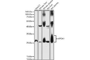 Western blot analysis of extracts of various cell lines, using  antibody (ABIN3021494, ABIN3021495, ABIN3021496 and ABIN6215152) at 1:500 dilution. (APOA1 antibody  (AA 20-267))