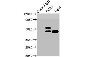 Immunoprecipitating CCR9 in HL-60 whole cell lysate Lane 1: Rabbit control IgG instead of ABIN7127390 in HL-60 whole cell lysate. (Recombinant CCR9 antibody)