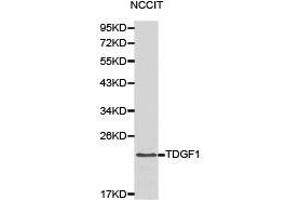 Western Blotting (WB) image for anti-Teratocarcinoma-Derived Growth Factor 1 (TDGF1) antibody (ABIN1875048)