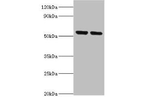 Western blot All lanes: Nuclear respiratory factor 1 antibody at 3 μg/mL Lane 1: Mouse skeletal muscle tissue Lane 2: MCF-7 whole cell lysate Secondary Goat polyclonal to rabbit IgG at 1/10000 dilution Predicted band size: 54, 47, 37, 56 kDa Observed band size: 54 kDa (NRF1 antibody  (AA 1-300))