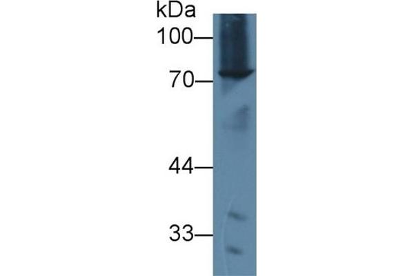 Abcd2 抗体  (AA 501-695)
