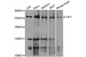 Western blot analysis of extracts of various cell lines, using TJP1 antibody (ABIN5999054) at 1/1000 dilution. (TJP1 antibody)