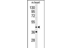MYLIP Antibody (Center ) (ABIN651508 and ABIN2840270) western blot analysis in mouse heart tissue lysates (35 μg/lane). (MYLIP antibody  (AA 111-139))
