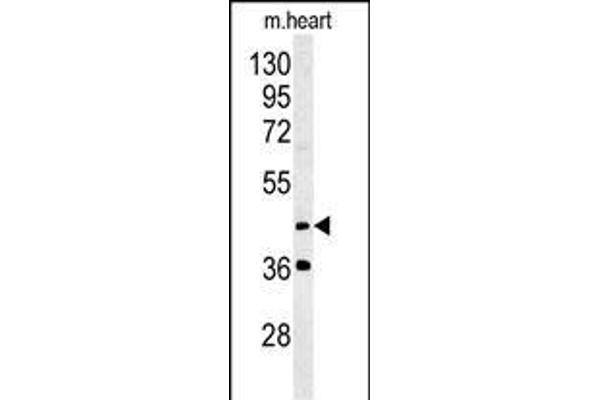 MYLIP antibody  (AA 111-139)