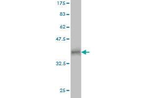 RNF17 antibody  (AA 30-139)