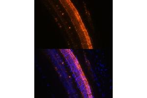 Immunofluorescence (IF) image for anti-Potassium Voltage-Gated Channel, Delayed-Rectifier, Subfamily S, Member 2 (KCNS2) (AA 1-187) antibody (ABIN7269478)